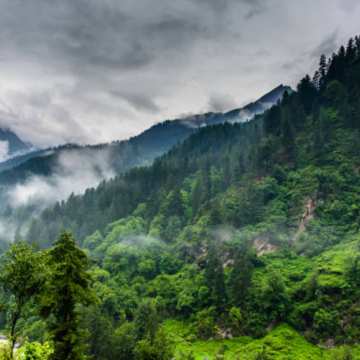 Himalayan Jungle