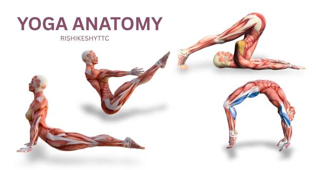 Yoga Anatomy