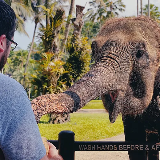 guy feeding elephant at park in bali