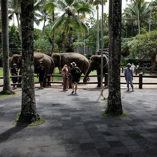 Elephants at bali safari