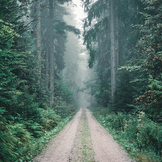 forest trail