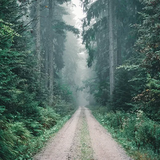 forest trail