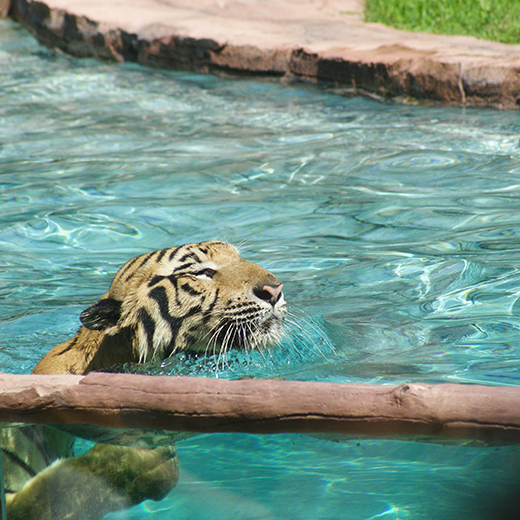 tiger swimming in a pool