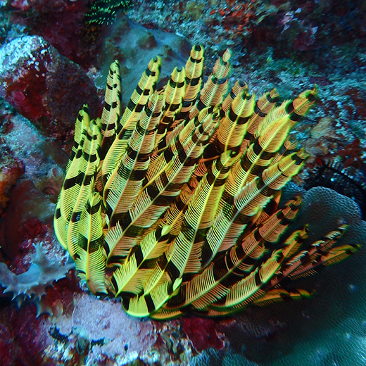 corals off the bali coast
