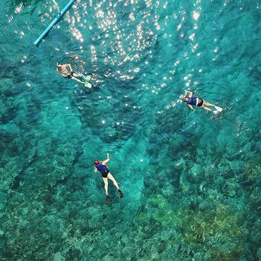 divers swimming