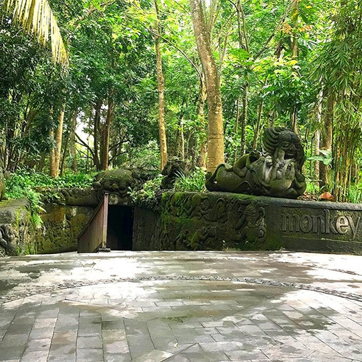 monkey forest bali