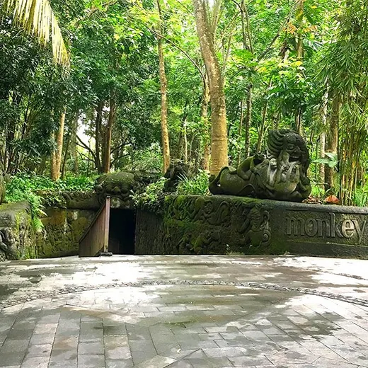monkey forest bali