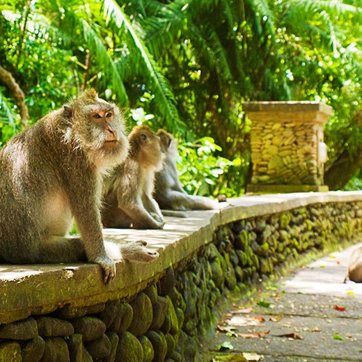 monkeys at monkey forest ubud
