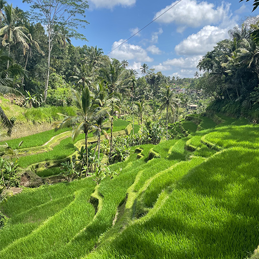 rice step farming in Bali