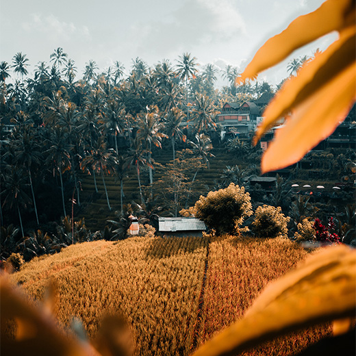 rice ready to harvest